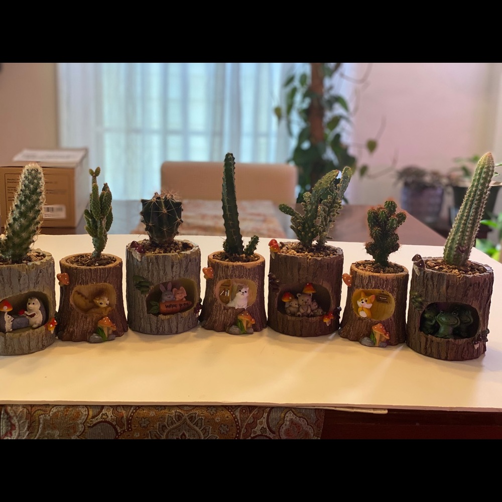 Beautiful potted cactus